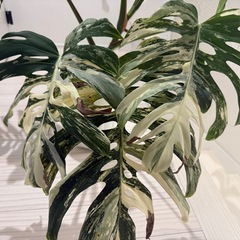 斑入り　モンステラ　ホワイトタイガー　大株の画像