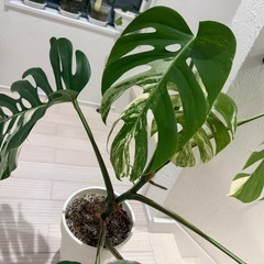 斑入り　モンステラ　ホワイトタイガー　大株の画像