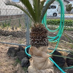 ソテツ　蘇轍　ガーデニング　庭木の画像