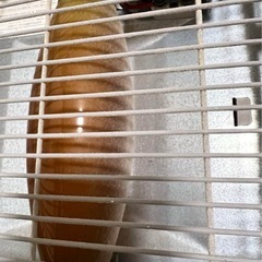 レモンヒーターユニット トヨクニの画像