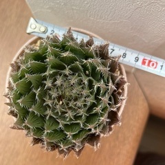 美しい多肉植物　イザベラエ　痛くありません　トゲトゲ多肉の画像