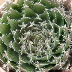 美しい多肉植物　イザベラエ　痛くありません　トゲトゲ多肉の画像