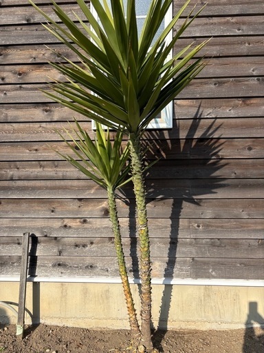 ユッカ　ドラセナ　美品　庭木　ガーデニング　西海岸