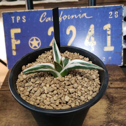 アガベ氷山 アガベ(子株) 笹の雪 氷山 10株 アガベ・笹の雪「氷山」の