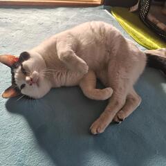 （緊急）保護猫