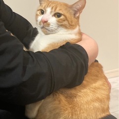 茶トラの猫