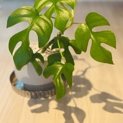 植物の里親を探しています。