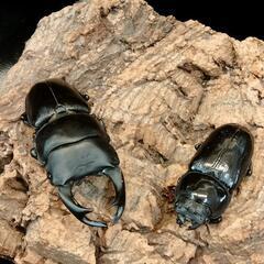 今年も開催‼️完全赤字覚悟カブトクワガタくじの画像