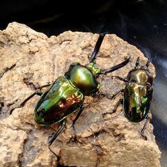 今年も開催‼️完全赤字覚悟カブトクワガタくじの画像