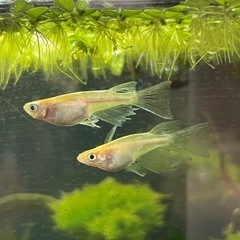 浮き草一盛り