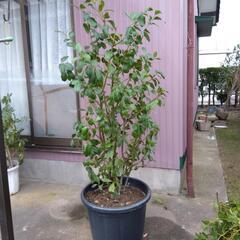 観葉植物  ゲッケィジュ ( 月桂樹 ) 高さ 1，8m