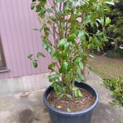 観葉植物  ゲッケィジュ ( 月桂樹 ) 高さ 1，8mの画像