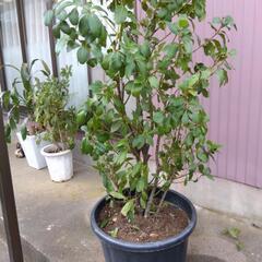 観葉植物  ゲッケィジュ ( 月桂樹 ) 高さ 1，8mの画像