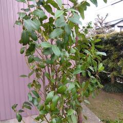 観葉植物  ゲッケィジュ ( 月桂樹 ) 高さ 1，8mの画像