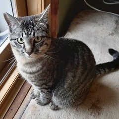 可愛すぎるキジトラ兄弟！せんべいくん☆