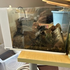 GEX ラクテリア　水槽　