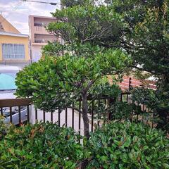 黒木　庭木　植物の画像