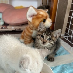 新しいお家が見つかりました　子猫　女の子　2ヶ月