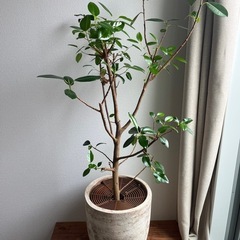 【取りに来ていただける方限定】【観葉植物】フランスゴムの木（鉢植...