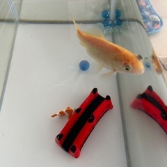 金魚の画像