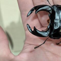 アンタエウスオオクワガタ♂単の画像