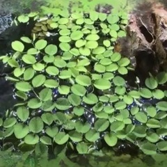 サンショウモ　浮き草