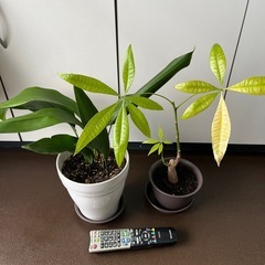 【受付終了】パキラとバラン鉢植え