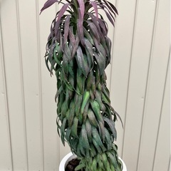 観葉植物　ユッカ　デメスティアーナ