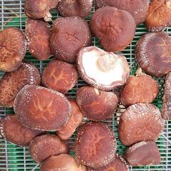 原木椎茸肉厚の画像