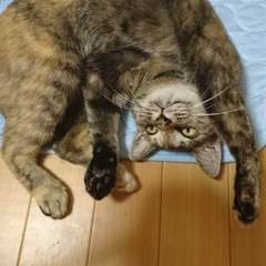 高齢猫にキャットタワーを