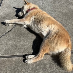 メンタルグルチャ🐶