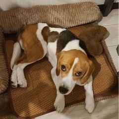 ビーグルオス - 町田市