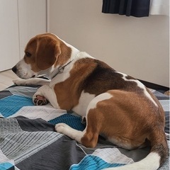 ビーグルオス - 犬