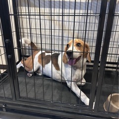 ビーグルオス − 東京都