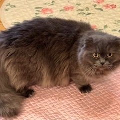 🆘多頭飼育崩壊緊急保護‼️🐈‍⬛４月６日(日)すみれペットクリニック様にて『 星 』様主催🐾保護猫の譲渡会(予約不用)を開催致します‼️🌸🐈‍⬛🐾子猫７ヶ月〜成猫ちゃんまで🐾計10匹参加予定❣️❣️🌸🐈‍⬛🐾皆様のお越しを心よりお待ち致しております❣️🙇‍♀🍀✨ − 東京都