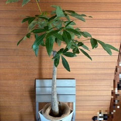 観葉植物 パキラ お取引中