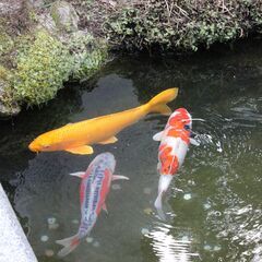 アメリカ人に魚の釣り方を教えたいですか?