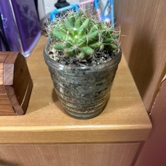 サボテンの画像