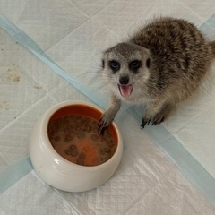 ミーアキャットの飼い主様募集 - 伊勢崎市