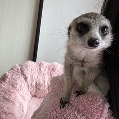 ミーアキャットの飼い主様募集 − 群馬県