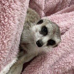 ミーアキャットの飼い主様募集