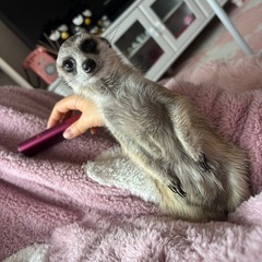 ミーアキャットの飼い主様募集 - 友達