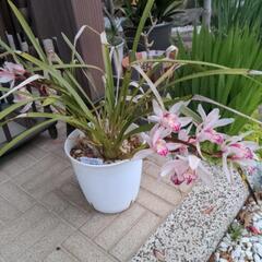 シンビジウム