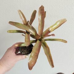 ネオレゲリア