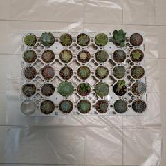 多肉植物エケベリア