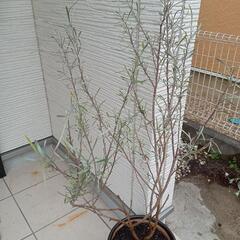 グレビレア　陶器入り