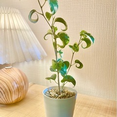 希少！くるくるん葉っぱが可愛い観葉植物！斑入りベンジャミンバロッ...