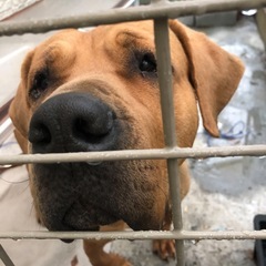 土佐犬