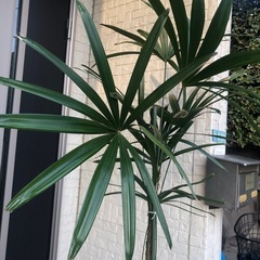 観音竹　幸福の象徴カンノンチク　観葉植物