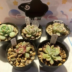 韓国苗多肉5個セット